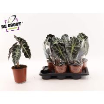 Alocasia amazonica 'Polly'