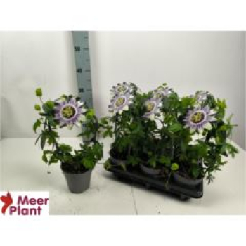 Passiflora caerul. lila