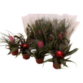 Bromelia gemischt