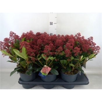 Skimmia jap. "Rubella"