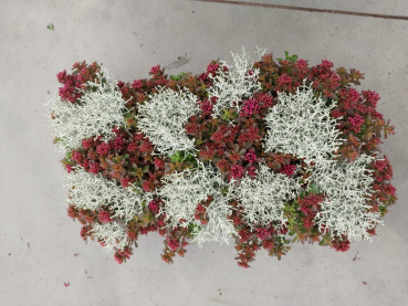Calocephalus + Sedum