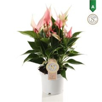 Anthurium andr. 'Lilli'