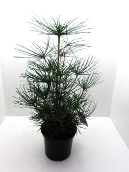 Sciadopitys vertcillata