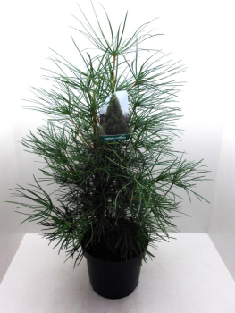 Sciadopitys vertcillata