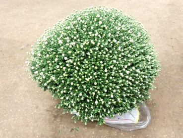 Chrysanthemum Busch XL weiß