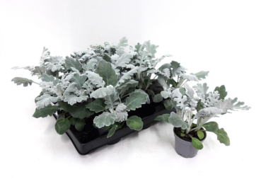 Mini Senecio ciner.