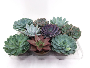 Echeveria gemischt im Tontopf