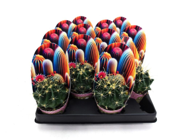 Mini Echinocactus grusoni