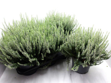 Calluna vulga. weiß