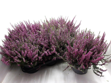 Calluna vulga. lila