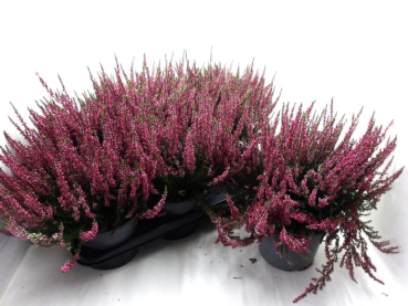 Calluna vulga. rot