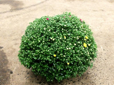 Chrysanthemum ind. Kübel Trio