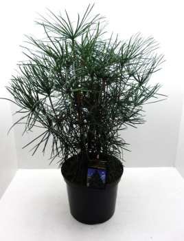 Sciadopitys vertcillata