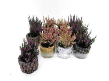 Calluna im Baumstamm Übertopf