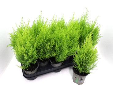 Cupressus macroc. 'Goldcrest Wilma'