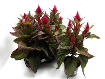 Celosia "Lumos"