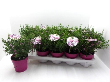Boronia crenulata