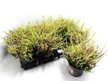 Calluna vulg. gelbrot "Angie"