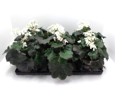 Saxifraga cortusifolia weiß