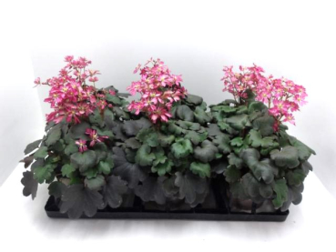 Saxifraga cortusifolia rosa