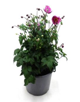 Anemone hup. Kübel pink