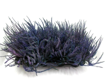 Calluna gefärbt blau