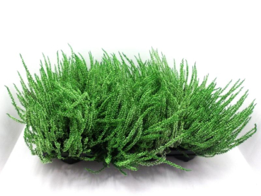 Calluna gefärbt grün
