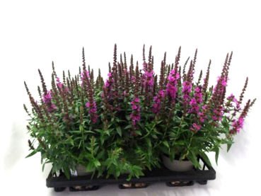Lythrum salicaria