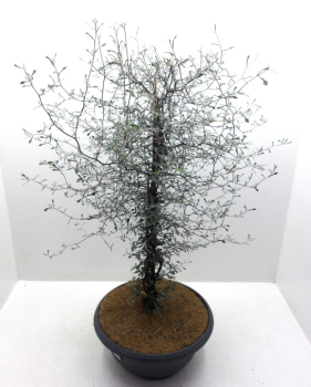 Corokia cotoneaster Schale