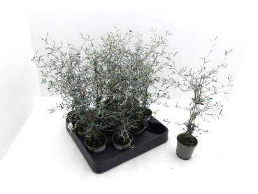Mini Corokia