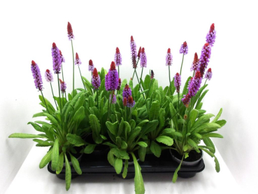Primula vialii