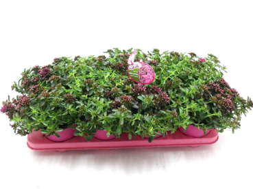 Sedum "Spot on" Deep Rose
