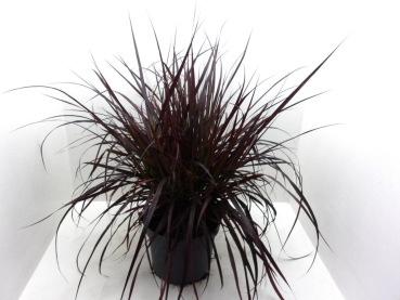 Pennisetum "Rubrum"