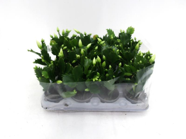 Mini Schlumbergera weiß