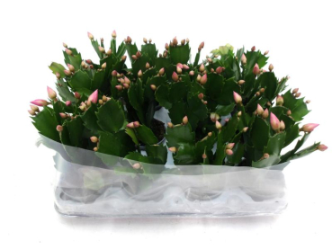 Mini Schlumbergera rosa