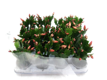 Mini Schlumbergera orange