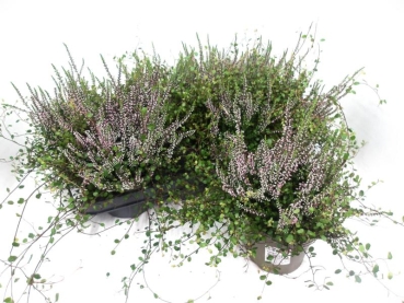 Calluna + Mühlenbeckia rosa