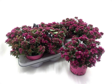 Sedum spurium "Deep Rose"