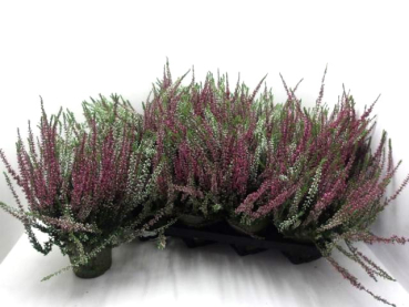 Calluna vulgaris  Twin