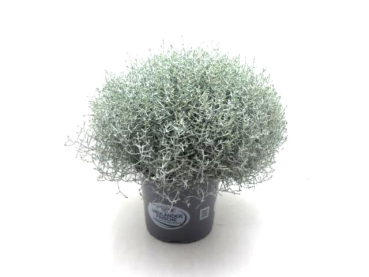 Calocephalus brownii Kübel