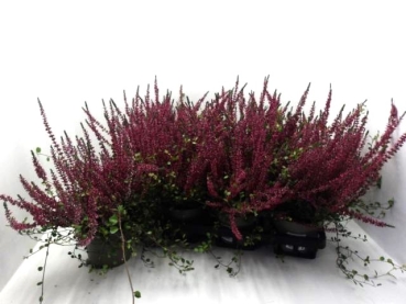 Calluna + Mühlenbeckia rot