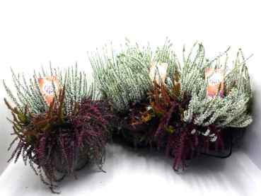 Calluna "Sunset" Zenzia