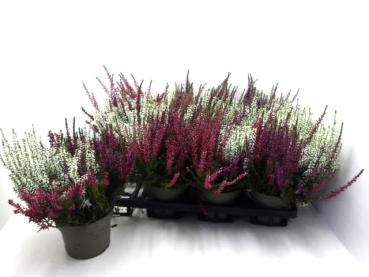 Calluna vulgaris Trio