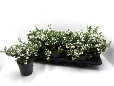 Pernettya mucronata weiß