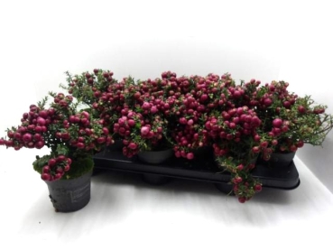 Pernettya mucronata rot