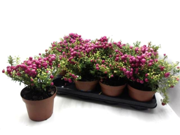 Pernettya pink