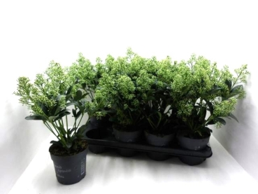 Skimmia jap. 'Finchy'