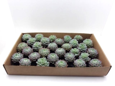 Mini Echeveria Ballenware