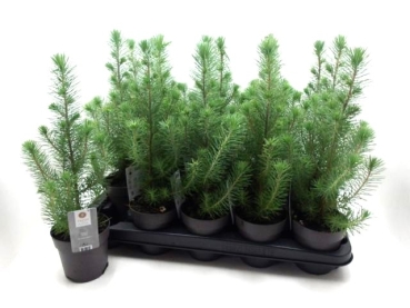 Pinus pinea "Silvercrest"