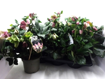 Helleborus "Winterballet Katie"